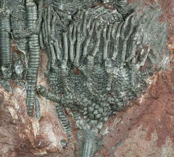 Moroccan Crinoid (Scyphocrinites) Plate #46478